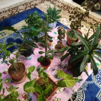 تعدادی گل و گیاه|گل و گیاه طبیعی|شاهینشهر, شهرک هشت بهشت|دیوار