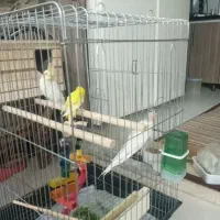 یه جفت عروس هلندی لوتینو چشم شرابی|پرنده|کرج, حصارک بالا|دیوار