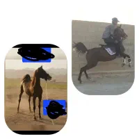 مادیان شجره دار ابستن بانوه انسیاتور|اسب و تجهیزات اسب‌سواری|خمینی‌شهر, |دیوار