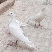 کبوترپلاکی سفید
