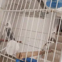 فروش یک جفت عروس هلندی دکت آلبینو|پرنده|گراش, |دیوار