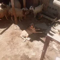 سگ پژدر|سگ|گهواره, |دیوار