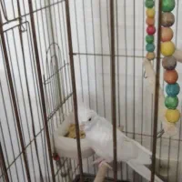 عروس هلندی آلبینو نر|پرنده|شاهین‌شهر, شهرک ردانی پور|دیوار