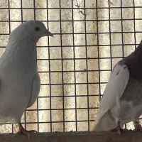 کبوتراصیل تیپلر انگلیسی|پرنده|تهران, شهرک آزادی|دیوار
