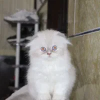 گربه پرشین|گربه|بم, |دیوار