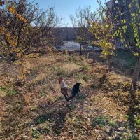 باغ ویلا فول امکانات،حاشیه جاده زیبای  دشت|فروش دفتر صنعتی، کشاورزی، تجاری|نیشابور, فضل|دیوار