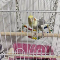 عروس هلندی نر