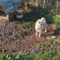 سگ پاکوتاه ماده|سگ|چاف و چمخاله, |دیوار