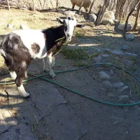 بز محلی جوان