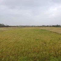 4100متر-شالیزار-مزرعه-بجار-فروشی