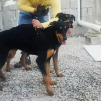 سگ دوبرمن اصیل نر و ماده