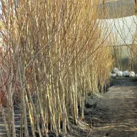 چنار|گل و گیاه طبیعی|مشهد, مشهدقلی|دیوار