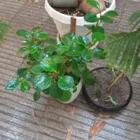 گل خانگی|گل و گیاه طبیعی|تهران, هروی|دیوار