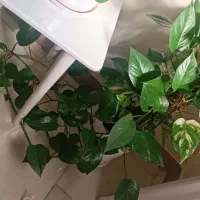 پتوس چماقی خورموج