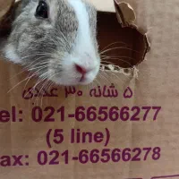 خرگوش
