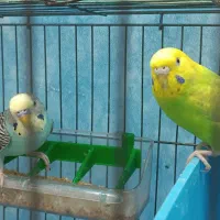 یک جفت مرغ عشق