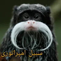 راهنمایی شلمانه