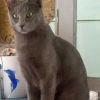 گربه گم شده ۲ساله مژدگانی داده میشود