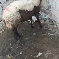 گوسفند سه ماه آبست|حیوانات مزرعه|سنگدوین, |دیوار