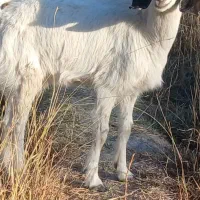 فروش یک عدد گیسه رشتی چاق