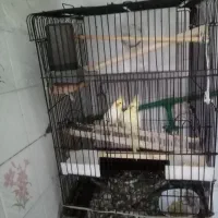 عروس هلندی|پرنده|اشنویه, |دیوار