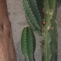 کاکتوس بزرگ