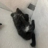 گربه|گربه|گرگان, |دیوار