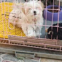 سگ نر باهوش 5 ماهه