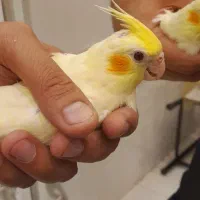 طوطی عروس|پرنده|رشت, بازار|دیوار