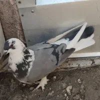 کبوتر|پرنده|شهرکرد, |دیوار