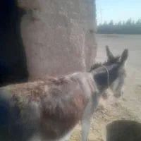 خر رمه ای
