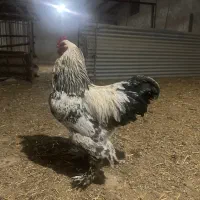 مرغ و‌خروس برهما