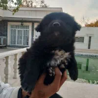 سگ پا کوتاه فروشی