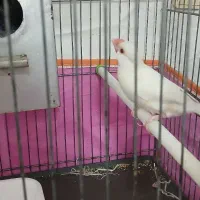 فنچ نرگسی|پرنده|قم, پردیسان|دیوار