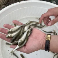 بچه ماهی فیتوفاگ