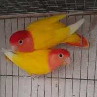 طوطی کوتوله برزیلی|پرنده|بندرعباس, |دیوار