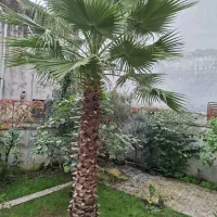 فروش نخل پالم بادبزنی