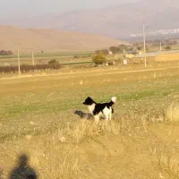 گم شده|سگ|اسدآباد, |دیوار