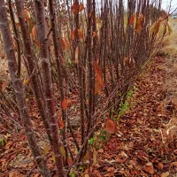 رقم های مختلف نهال مقاوم به سرما درنهالستان|خدمات باغبانی و درختکاری|بروجرد, |دیوار