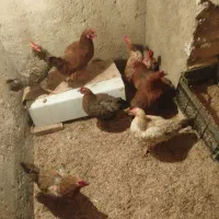 مرغ خوشگل سرحال همشونم تخم میزارن|حیوانات مزرعه|بهارستان, |دیوار