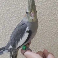 جوجه عروس هلندی