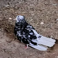 پرنده|پرنده|شوشتر, |دیوار