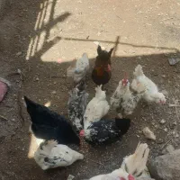 مرغ وخروس گلین محلی