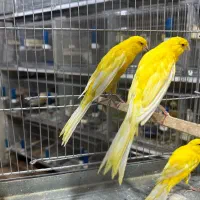 رسمی بلندو رسمی معمولی معاوضه با موتور