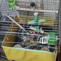 طوطی برزیلی جفت،خیلی خوش رنگ|پرنده|مشکیندشت, |دیوار