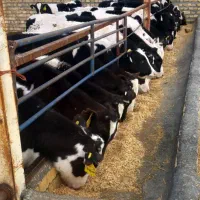 فروش گوساله نر