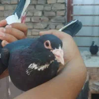 چهار تا جوجه پلنگ با یک زرد کلاهی