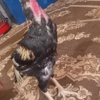 مرغ و خروس سالم فروشی