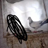 کبوتر.|حیوانات|سیمین شهر, |دیوار