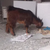 بز نر چاق|حیوانات مزرعه|میناب, |دیوار